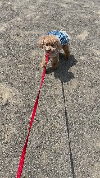 モカちゃん、家ではほとんど寝てるので、お外の空気に触れさせるの大事です😊
マイペースではありますが、頑張って歩いてくれてます😊
