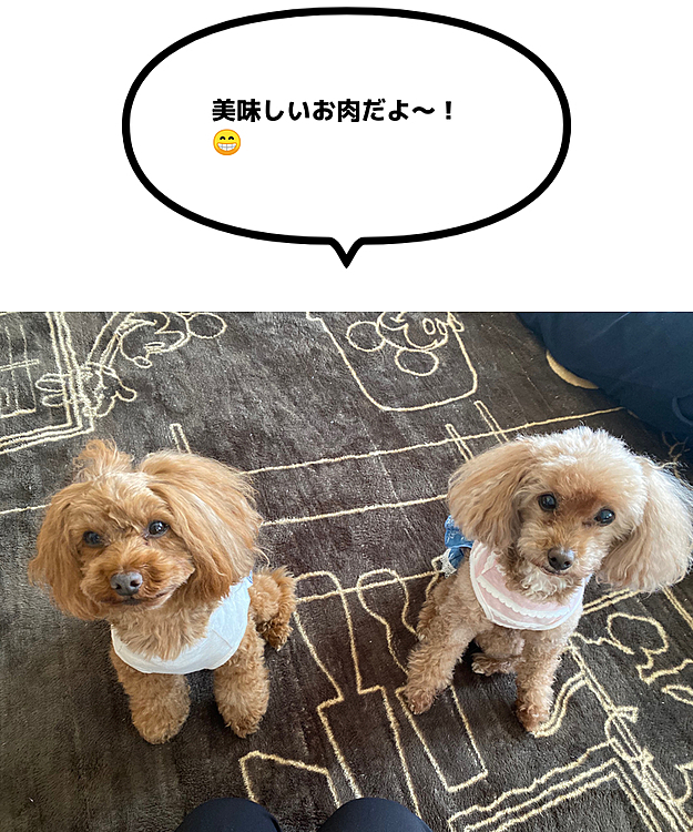 2020高級オヤツ、始めましたー！

