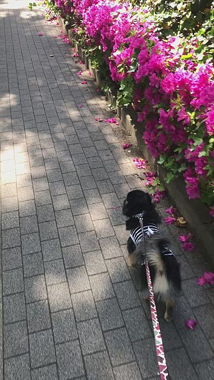 
とらくん、男の花道🌸🌸🌸笑

いい天気でした〜😊
もう半袖でも大丈夫なくらいですね！

