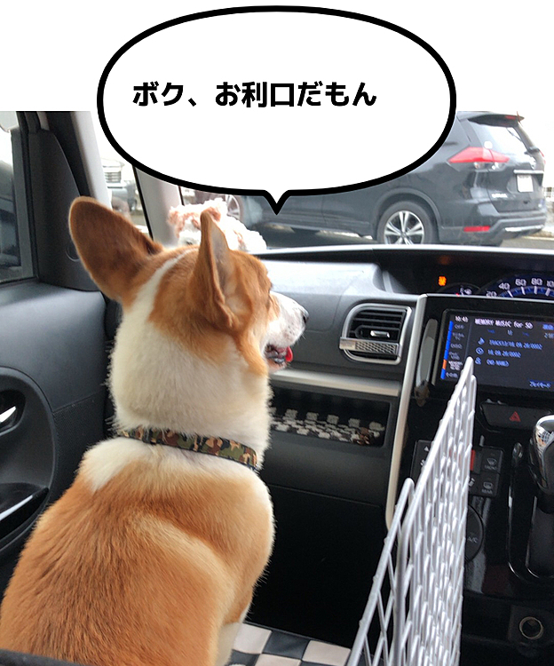 狂犬病の予防接種に行ってきました😃
コロナのせいで、集団接種中止💦
病院での接種のみになってたとか🌀
うちは毎年病院だったので、関係ないけど、結構人が居ました。