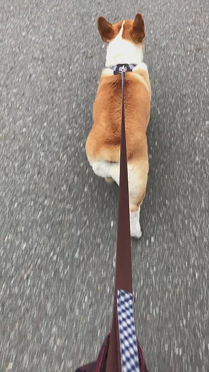 病院の先生が、今日は激しい運動しないでね😃って😃だから、普通に歩いてきたよ😃
でもね？体重は、変わらず11.5キロ😍
維持してましたよ〜👏👏👏