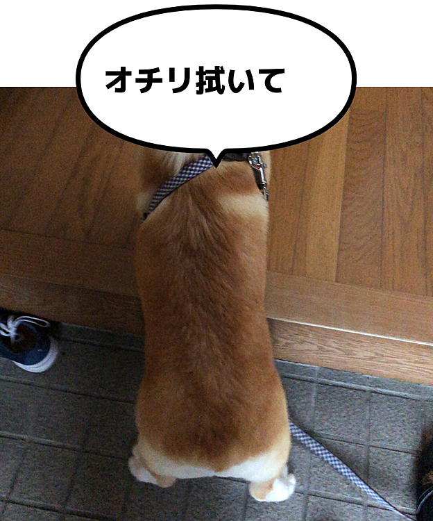 散歩後のオチリ拭き待ってます🤣