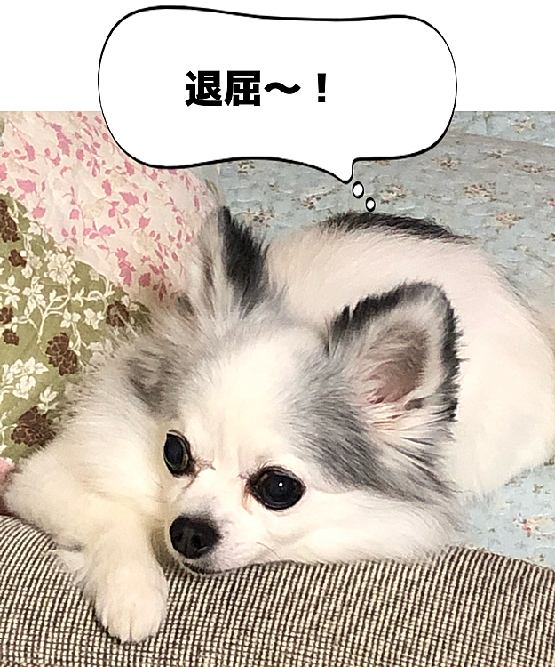 散歩以外外出自粛中。ドッグランとか行きたいよね。