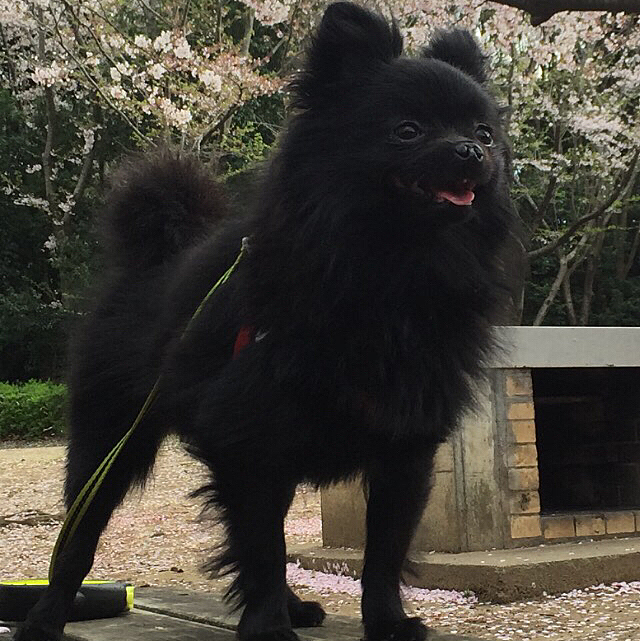 こっちはそんな似てないので却下した西郷隆盛さんのツン|´-`)ﾂﾝｯ