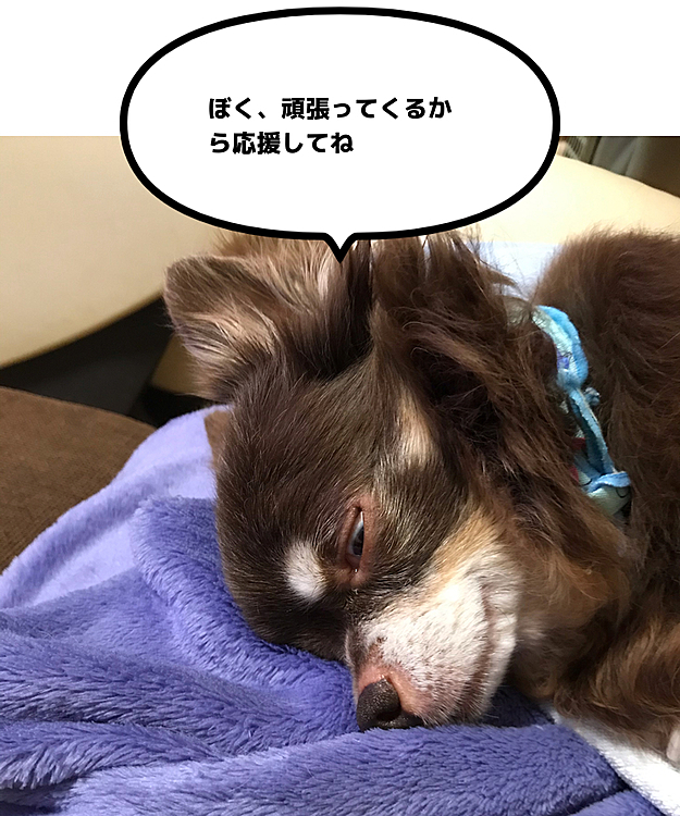 今は白目で爆睡しているルイ😅
手術成功する様祈ってもらえたら嬉しいです🙏よろしくお願いします🥺
又ご報告します。
お返事すぐにできないかもしれませんが、お許し下さい🙏💦