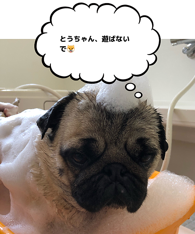 とうちゃん連休最終日、おうちシャンプーしました🛁