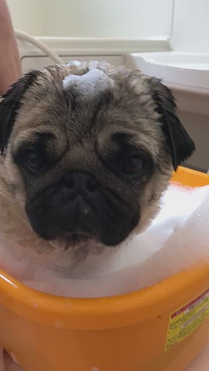 とうちゃん、優しく洗って🐶
