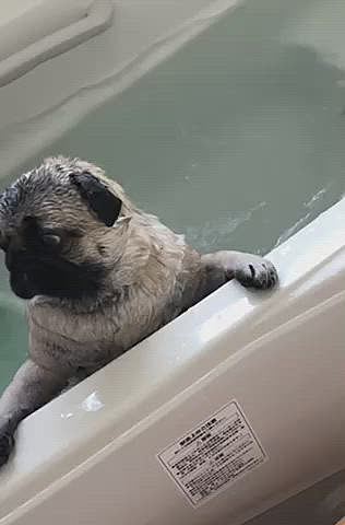 さっぱり、さっぱり🐶