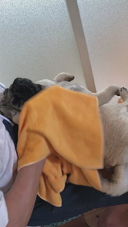 とうちゃん抱っこで、気持ちいい🐶