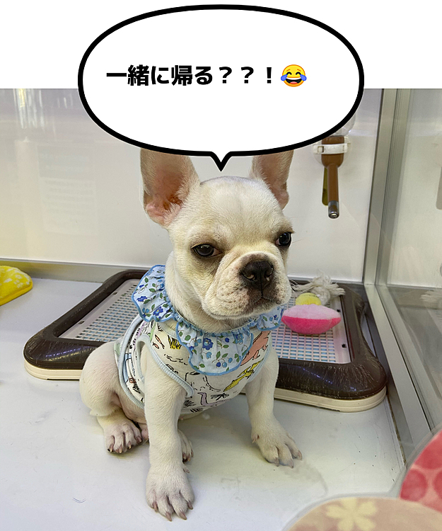 今日ペットショップ行った時に可愛いのがいました💕