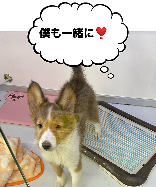どの子も可愛すぎて癒されました🐶❣️
子犬ってめっちゃ可愛いですね😍💕