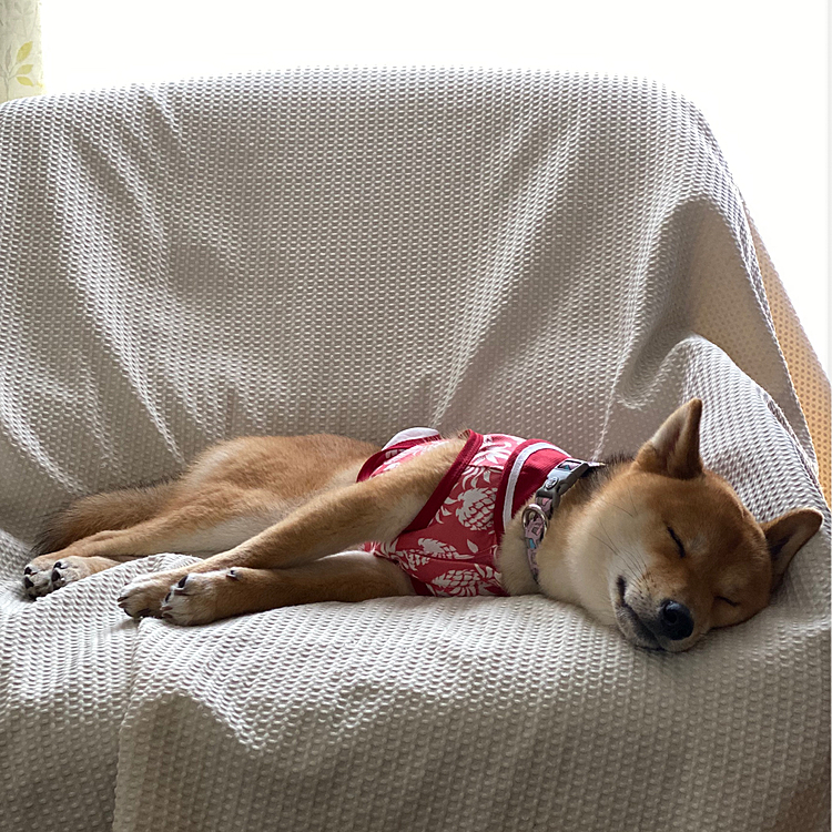 朝早くのお散歩後、朝ごはんを食べてまどろんでいましたが、また寝てしまいました😴
