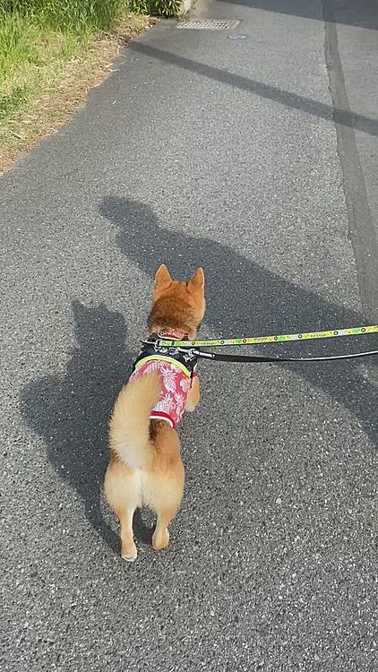 そして夕方2度目のお散歩はいつものコース🐾
夕方でもまだ暑いくらいでした💦
今日は2回散歩したから夜はぐっすりかな😁