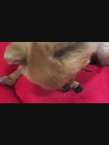 ルルちゃんの指定席です😆
いい音立てて食べてるねぇ〜😆
