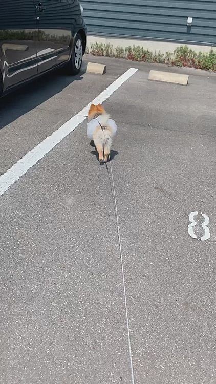 今日は肛門腺を絞ってもらいにサロンは行って来ました…
ルルちゃん溜まりやすい方なので、2週間に一回が目安です😅
駐車場に向かうと、ルルちゃんお隣の車にまっしぐら🤣
ルルちゃん、それはうちの車じゃないよ〜🤣