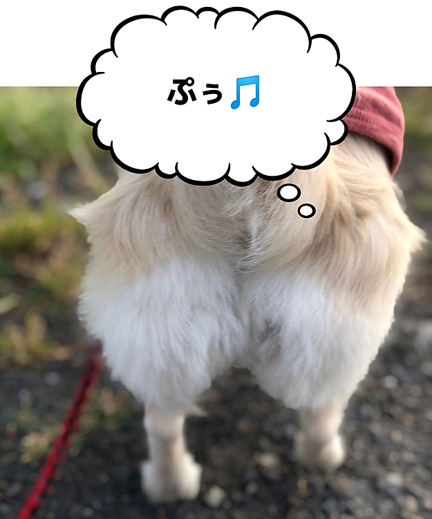 あらやだッ‼️
ごめんあそばせ〜🐶🤣