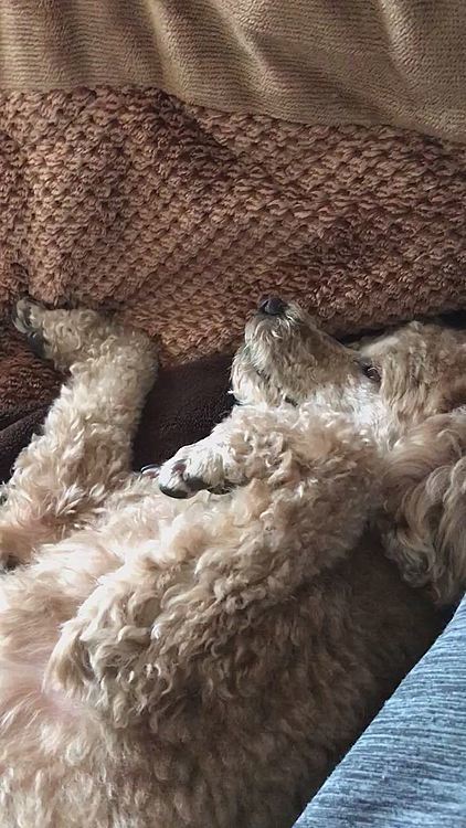 母ちゃんにお腹さすられて、気持ちよくなって、寝てしまいそう😴
昨日のアラシの一日の様子です。

ほんと休みでもすることなくて、料理、掃除ばかりです。断捨離でもと思ってあさってみましたが、ほかす物がございません😭チーン😓
