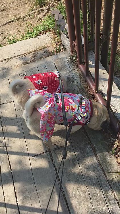 朝散歩🐾