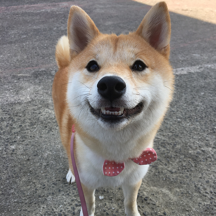 今日は夏日☀️散歩は暑くてはぁはぁ💦
日影で休憩中…おやつを食べてご機嫌です🎶