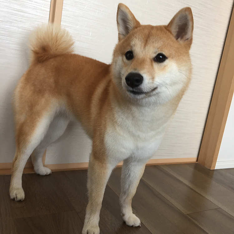 せつはずっとモコモコだから暑そうです💦
あんまりごっそり毛が抜けない
(●´ω｀●)
もこもこで見た目は可愛いけど…せつは暑いだろうなぁ〜💦
