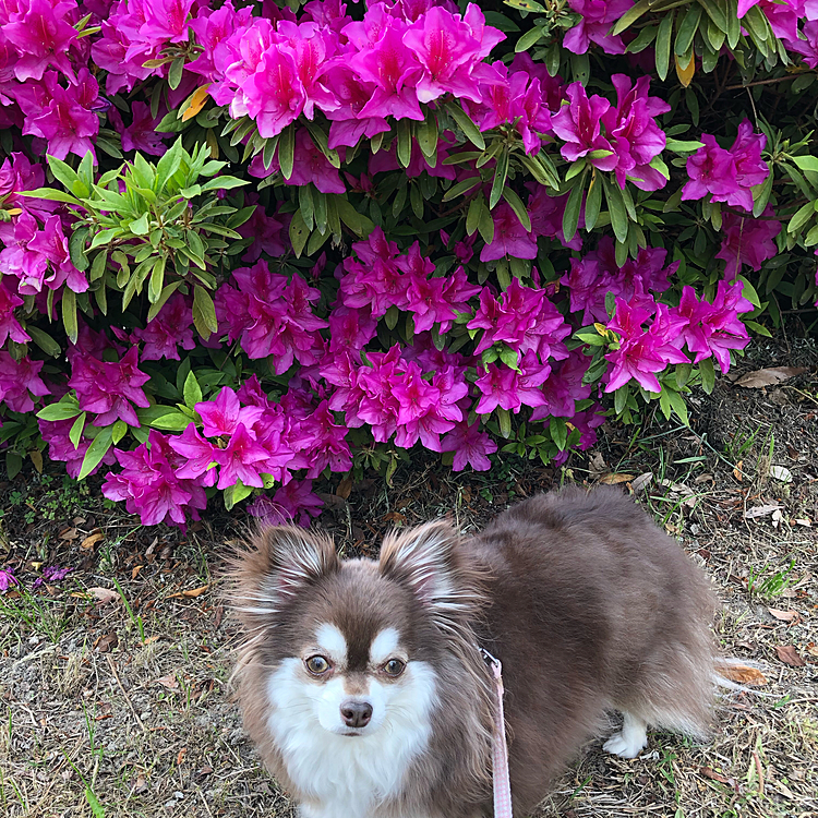 スゥちゃんとお花🌸シリーズ^ - ^

久しぶりにお散歩行ったら、ツツジが満開でした
^ - ^

しばらく、ツツジ楽しめそうです^ - ^