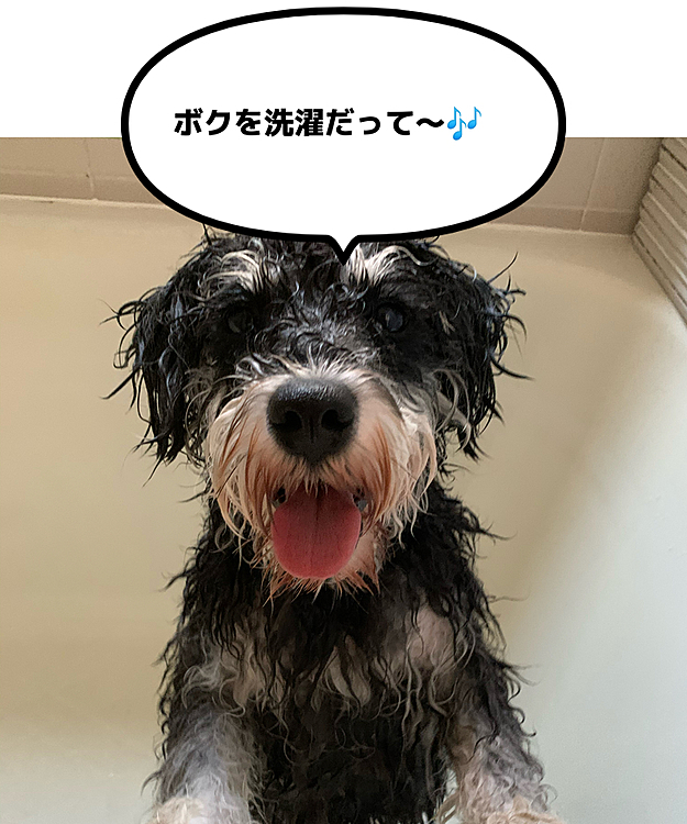 ララ、ソラはそんなに汚れないのに…
サンは…