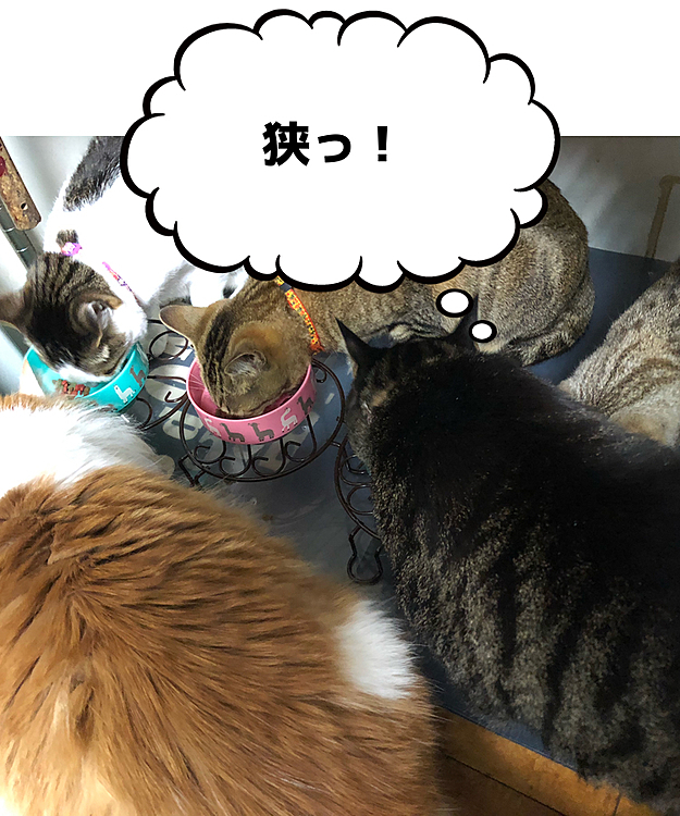 ちょっとかたまってゴハンあげてみた
デカニャン大きすぎ