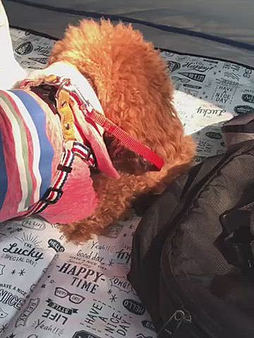 仕方ないから袋を渡したら3分以上格闘し最後にはGET出来ました❣️