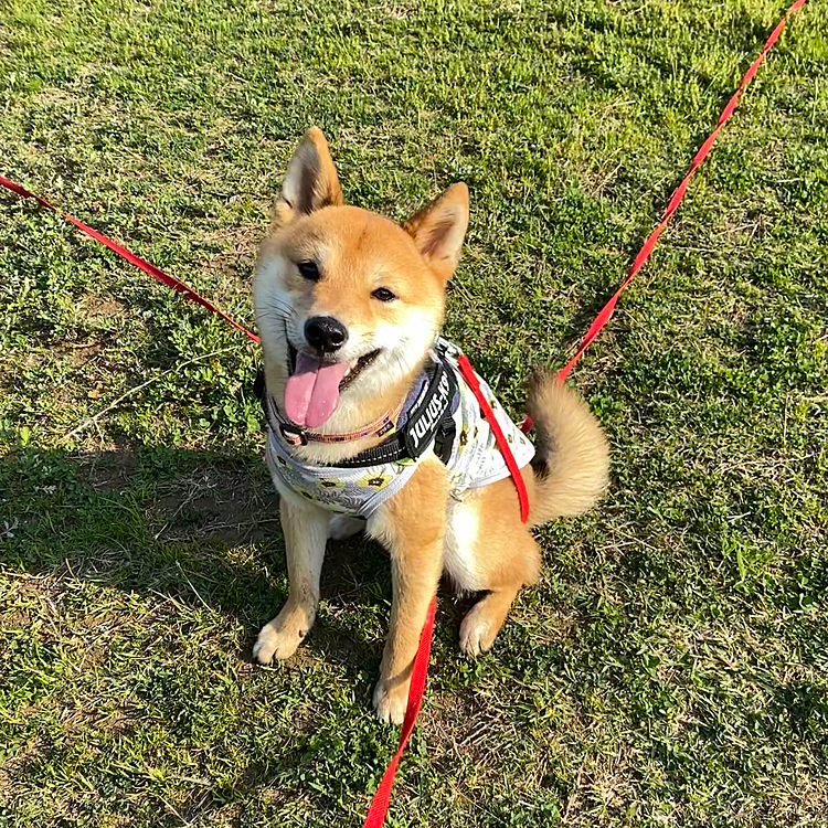 走ってリードがからまってしまった😆
でも本当に楽しそう✨
