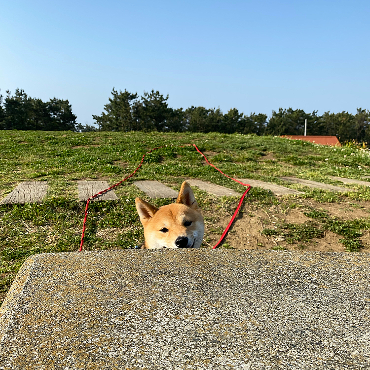 ひょっこり櫂さん🐶