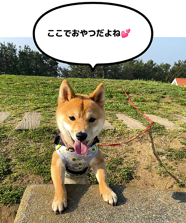この場所でおやつ食べたり、お水飲んだり休憩です😊
今朝はすでにとても暑かった💦
自分の飲み物も必要でした😅