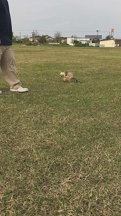 昨日は元気に駆け回ってヘトヘト😅
急にスイッチが入ってテンション⤴️
嬉しかったんだね🐕💕🎶