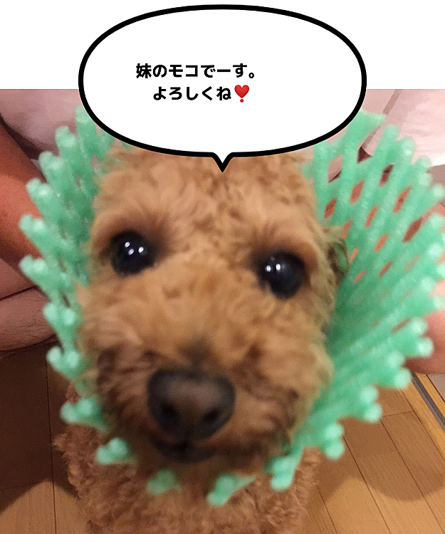 ミウの妹でーす。
フルーツネットでいじられました〜‼️