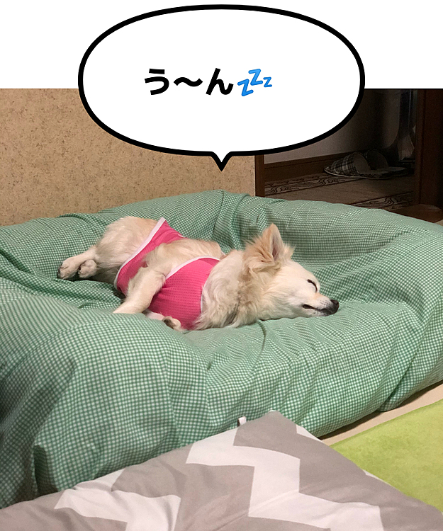 小雪、眠そうやん😂