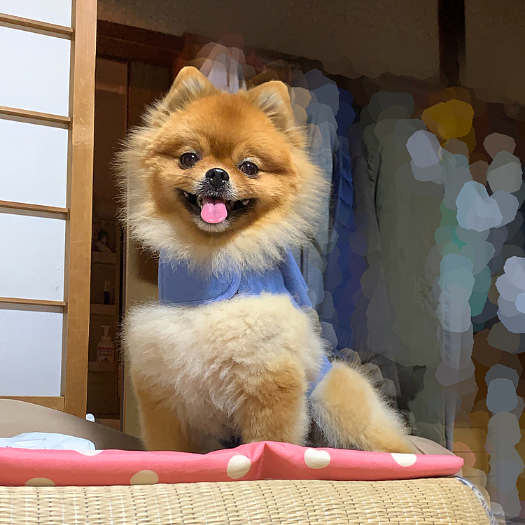 いつも、メープル母さんに笑われる、ムチ打ちハーネス🤣