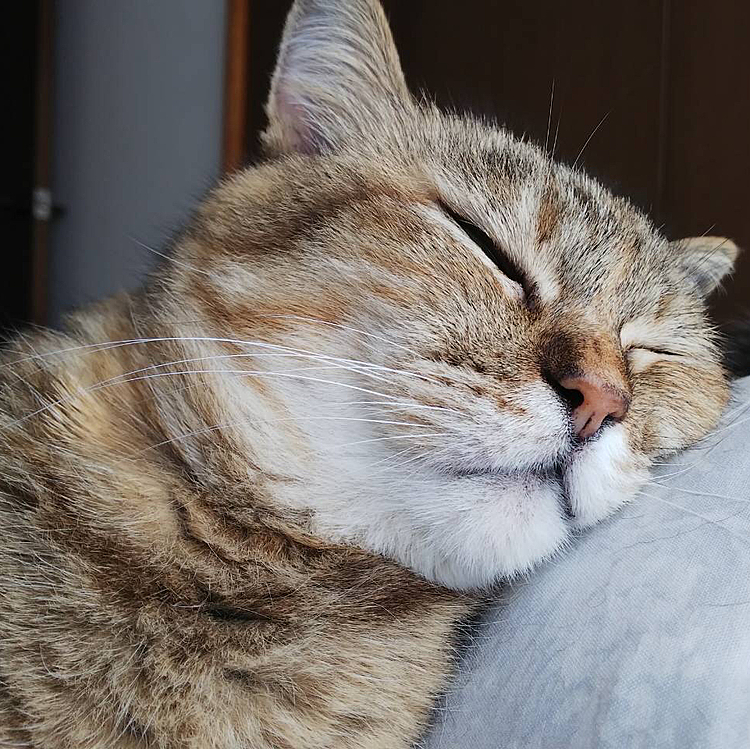 猫って本当によく寝る