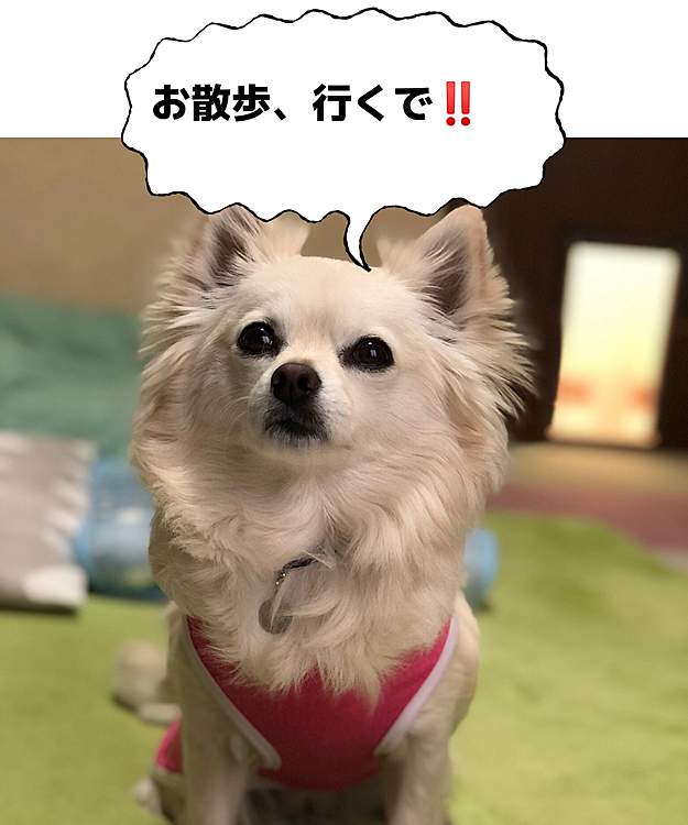 おはようございます☀️
小雪は早よお散歩へ行きたいらしい🐶