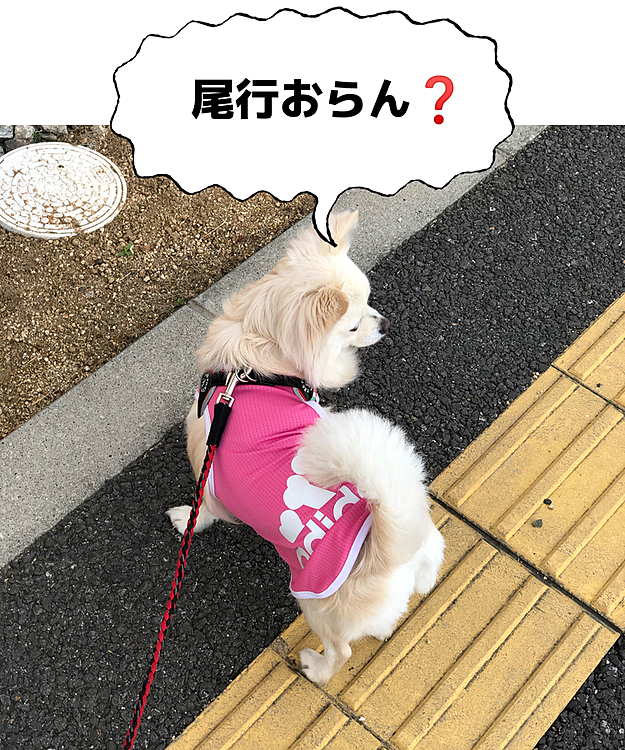 いや、いつも尾行おらんし🤣