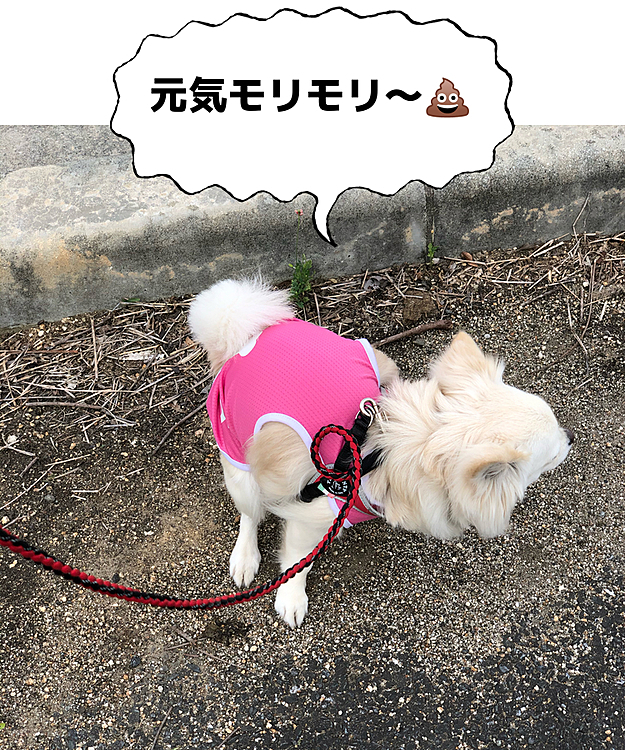 うん、立派なのがでたね👍🤣