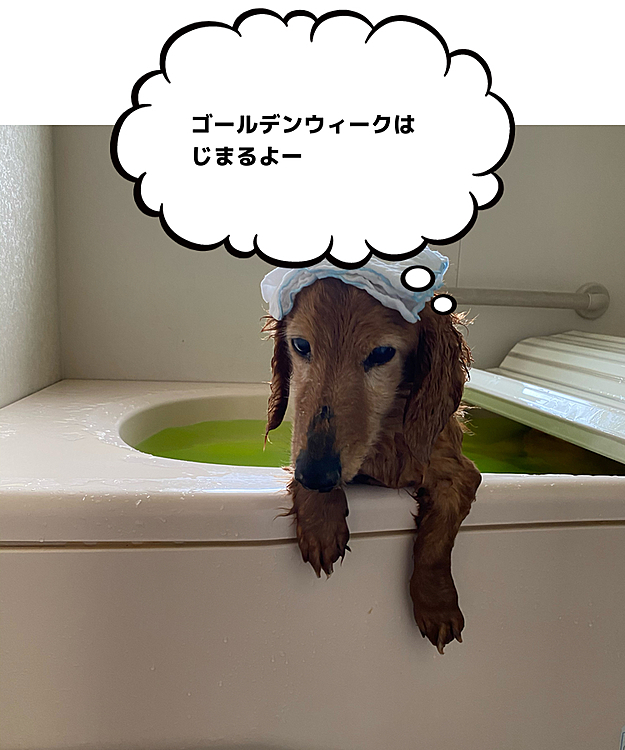 14歳　ぼくチロル　よろしくね