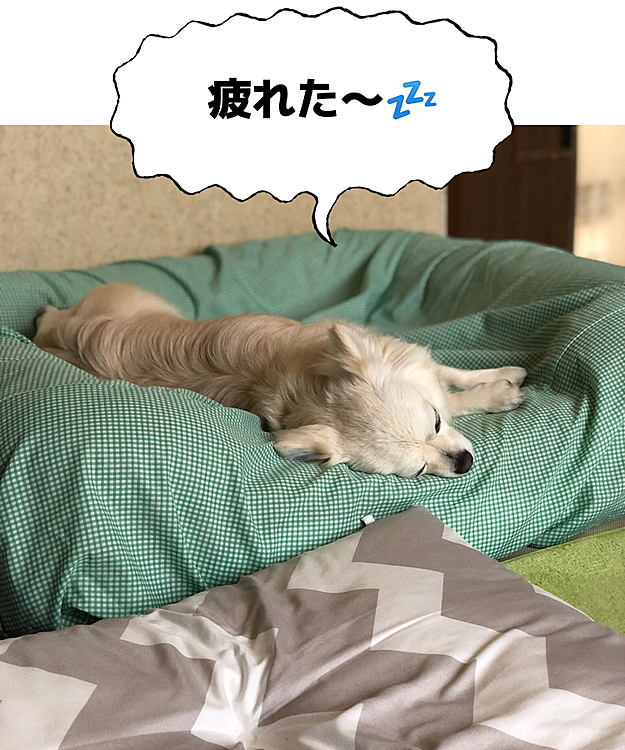 小雪のシャンプー🧴に行ってきました🚗
かなり疲れたらしいです🐶