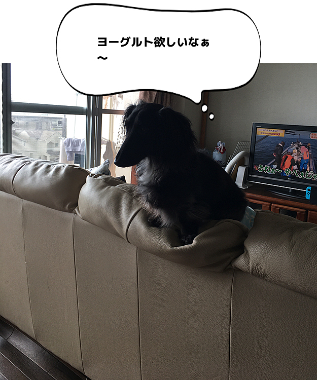 最近ソファの位置を変えたら、テーブルの上が見放題に👀
いつもそこから見てるりく🐶
朝も欲しそうに見てました😆