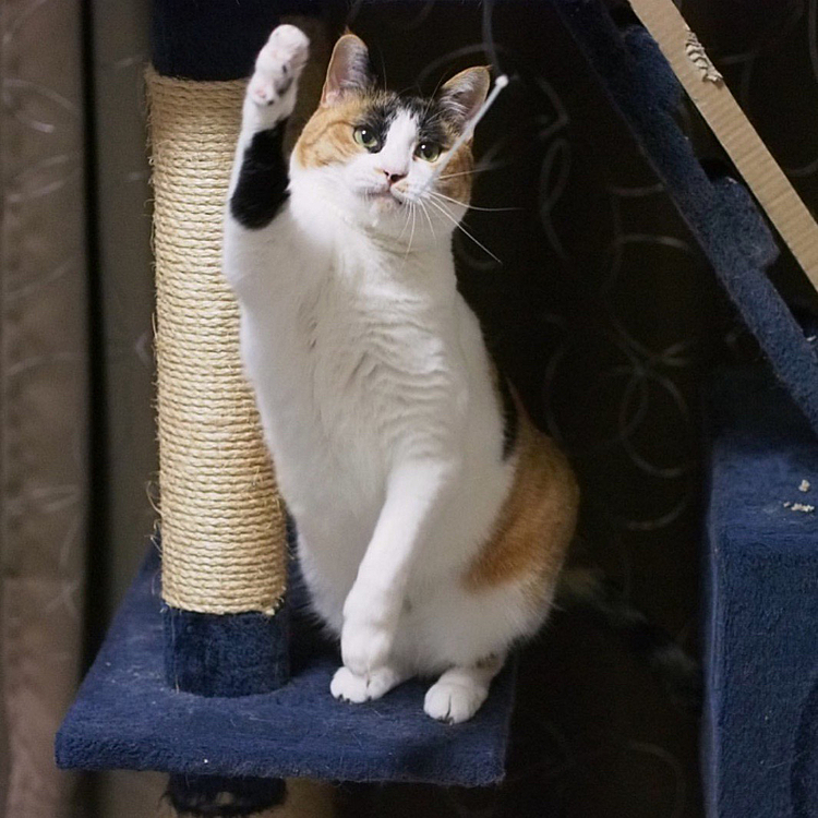 ハエ叩きパンチにゃ