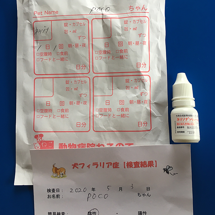こんにちは😃
今日は、フィラリの血液検査と
ノミダニ駆虫、お耳の診察へ行ってき来ました🐕🎶
pocoは、最近お耳痒がって気になってたんですが外耳炎でして
お薬をもらいました🤣💦