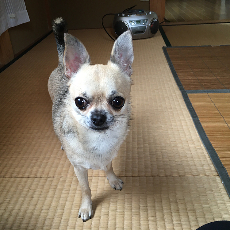 今日は実家でのんびり過ごしてます😊