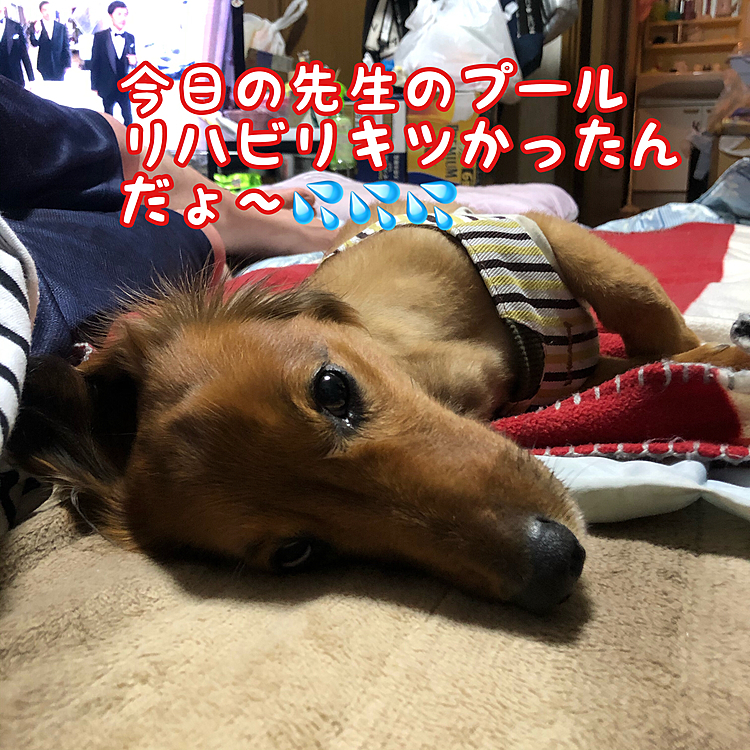 モンキー･H･ミッチーの投稿