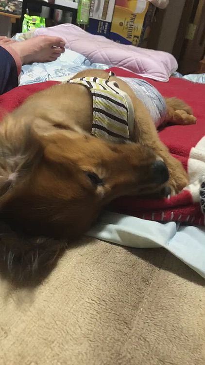今日は先生がいつもより早く多く足を回してたからねぇ🤣🤣🤣
だいぶ疲れたかな❓
リハビリ効果出てきてるってよ💪良かったねぇ😆😆😆
膝から下の感覚と力がまだまだ戻ってきてないみたいだけど､足を前に出そうとする力はついてきてるって💡
時間はかかるだろうけど頑張ろうな💪💪💪