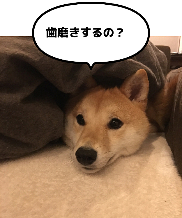 歯磨きは嫌いではないせつ
