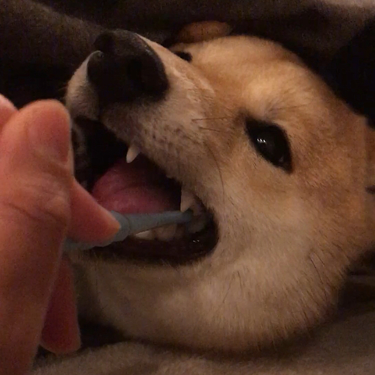 素直に口をあけてくれるので助かります(●´ω｀●)