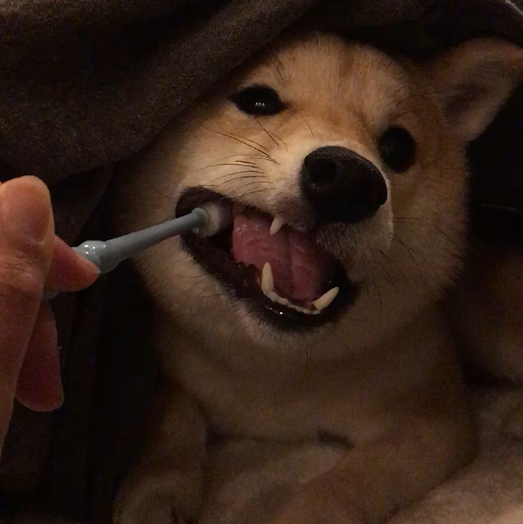 ワンコは歯が命🦷✨